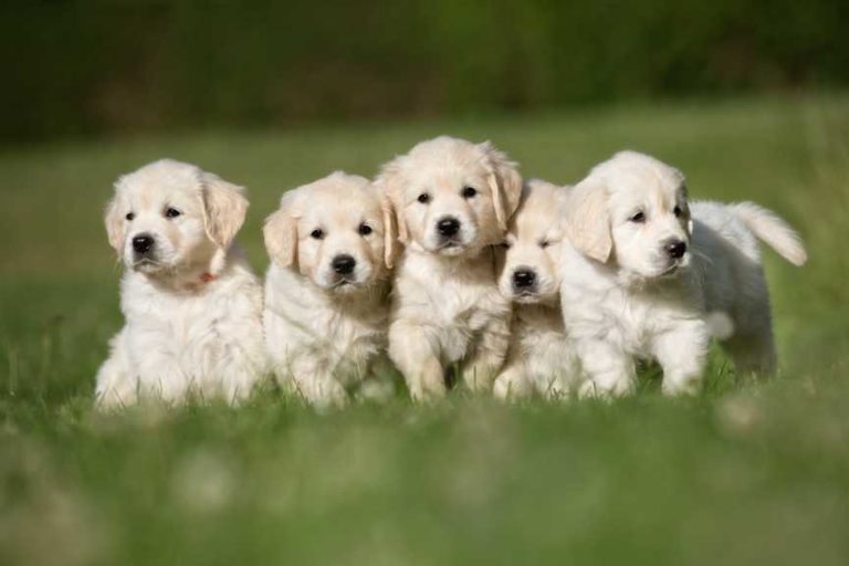 Read more about the article How Old Should Puppies Be Before They Leave Their Mother?