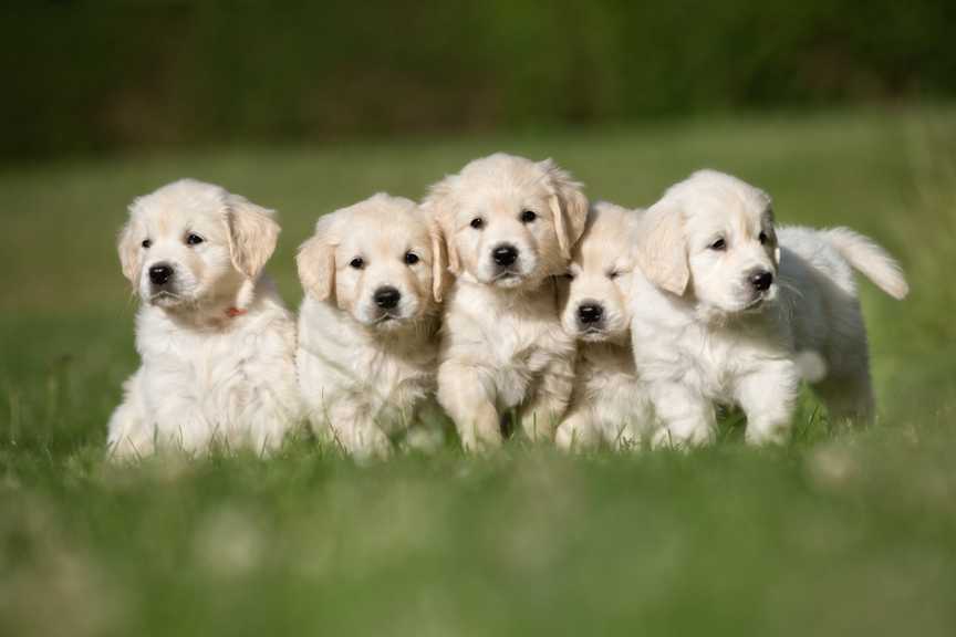 what age should puppies leave their mums